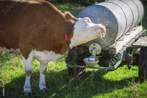 Cow shaking at the watering-place photo