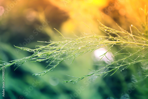 green leaves  with dew drop  at morning sunrise relax background