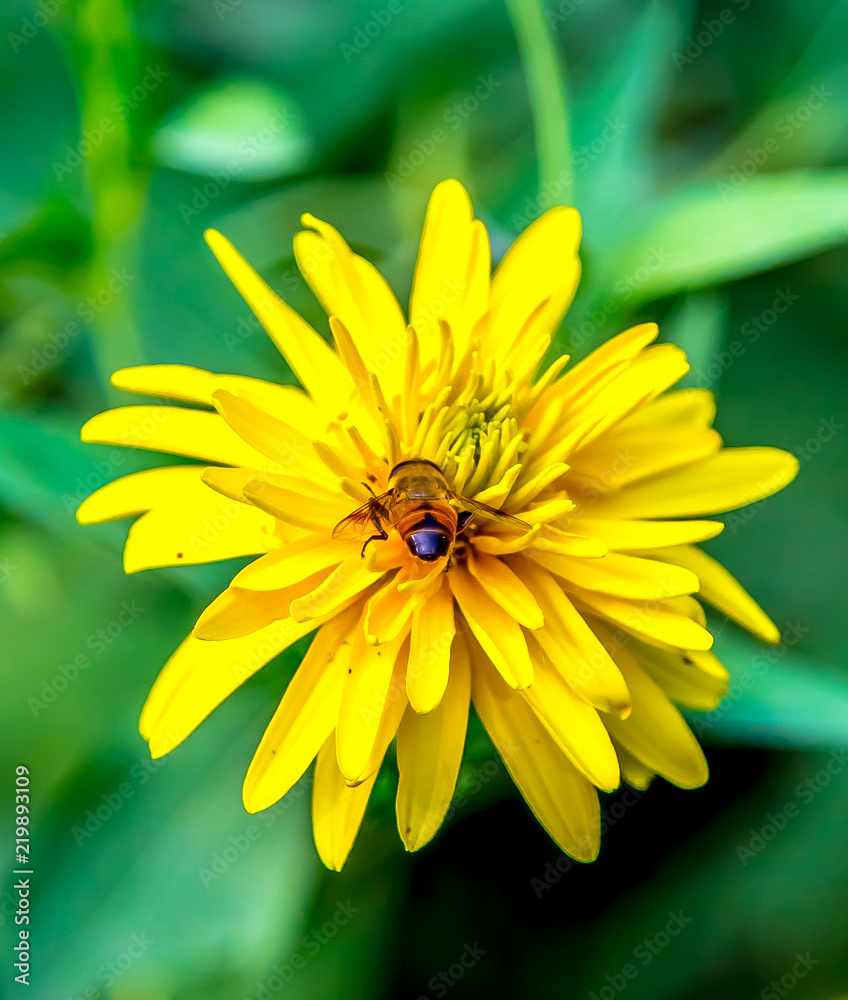 Yellow flower Golden ball close-up Yellow flower Golden ball close-up