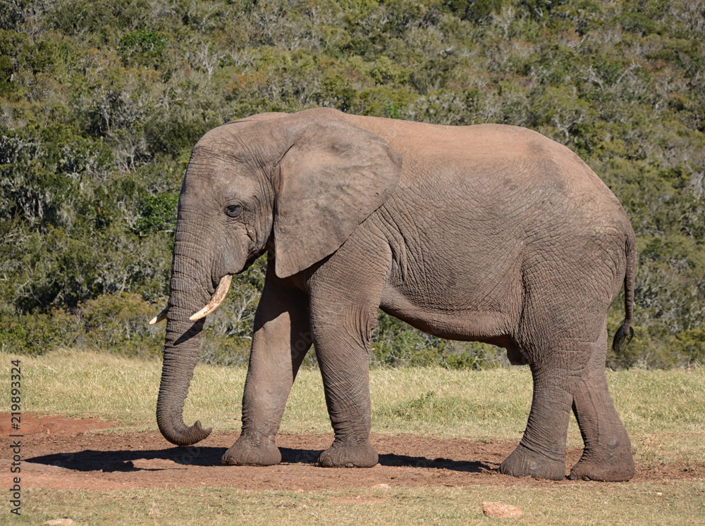 African Elephant side