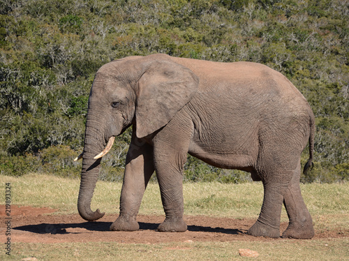 African Elephant side