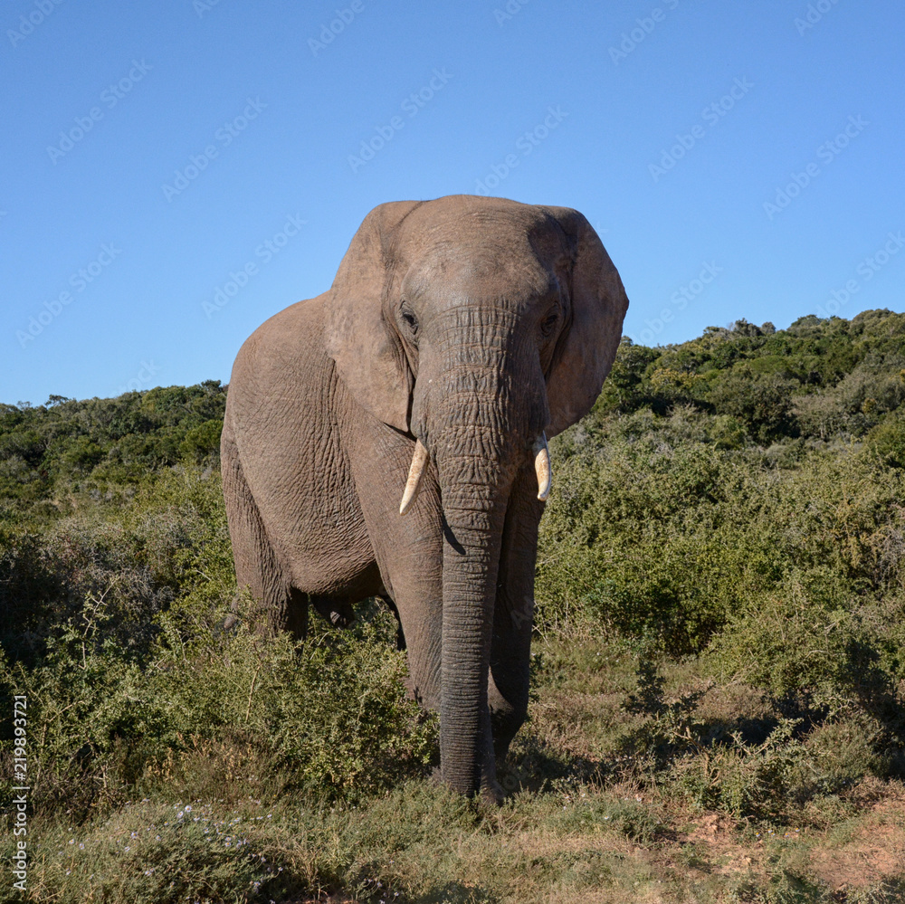 Fototapeta premium African Elephant