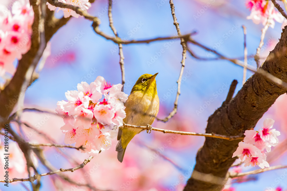 Japanese White-eye.The back is cherry blossoms(Japanese name is Kanzakura). Located in Tokyo Prefecture Japan. Japanese White-eye.The back is cherry blossoms(Japanese name is Kanzakura). Located in Tokyo Prefecture Japan.