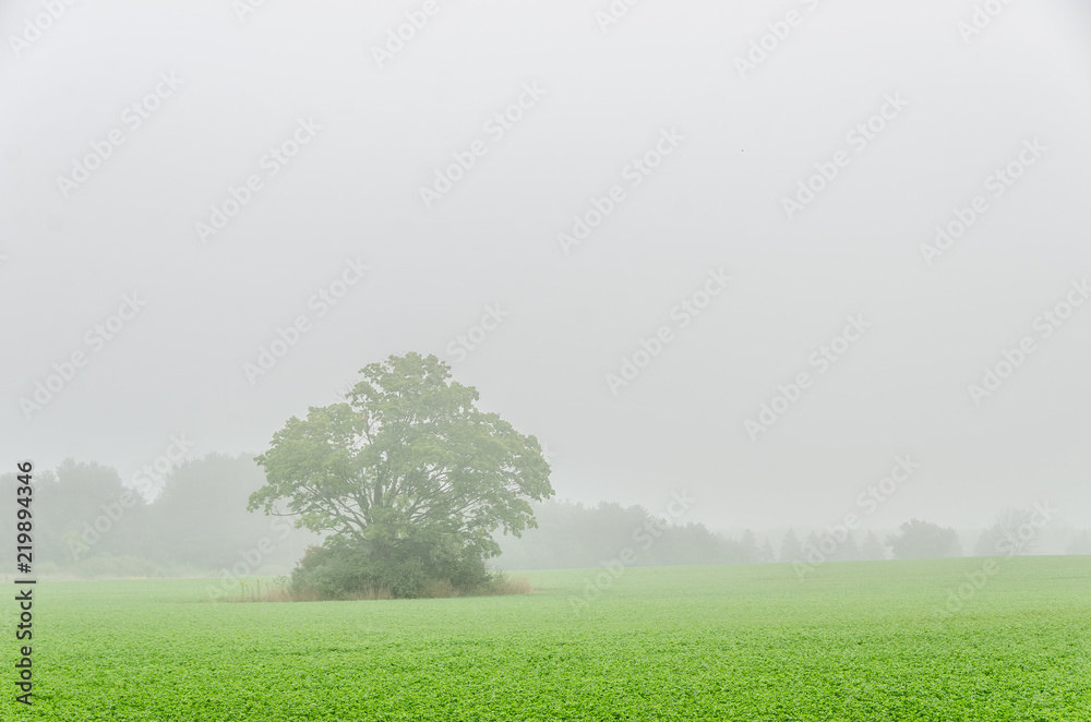 Obraz premium Foggy Field With Large Tree