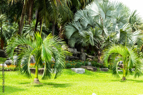 Palm trees planted on the lawn in a park.