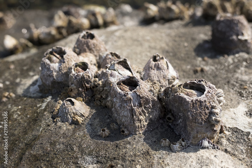 Close up of barnacles on the rock at the shore of the sea.