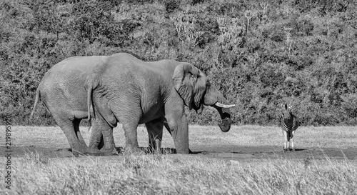 Photography Elephants and Zebra
