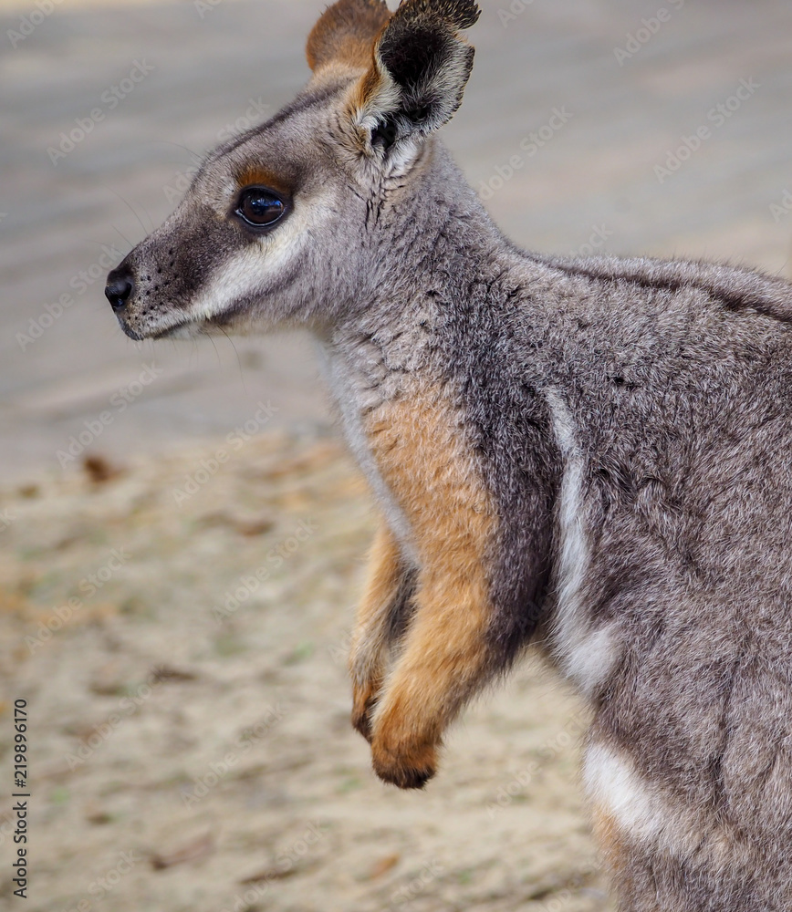 Naklejka premium Wallaby Kangaroo Standing