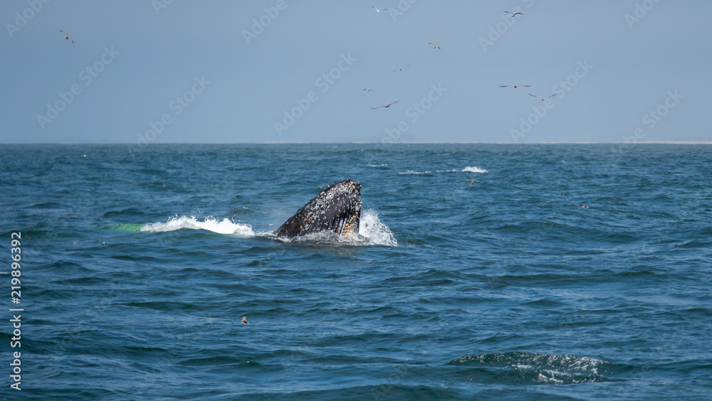 Fototapeta premium Large Whale Coming to the Surface to Eat