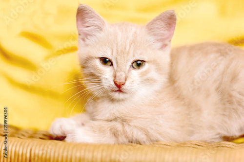 Картината върху платно Beige striped little kitten close-up, cute pet