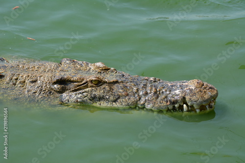 Crocodiles from a crocodile park