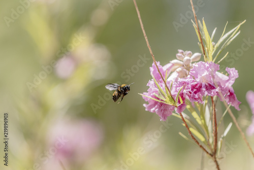 Bee flying toward a flower © Karen