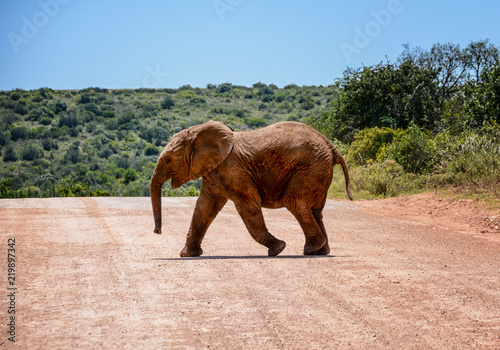 Baby Elephant Crossing Road