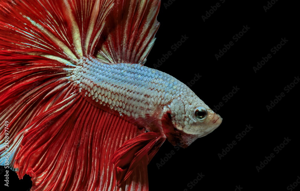 Fototapeta premium Siamese fighting fish, red fish, black background Betta splendens, Betta Fish, Halfmoon Betta.