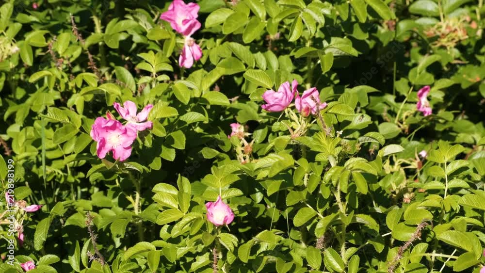 Bush with beautiful pink flowers of wild rose. Close-up. Bush with beautiful pink flowers of wild rose. Close-up.