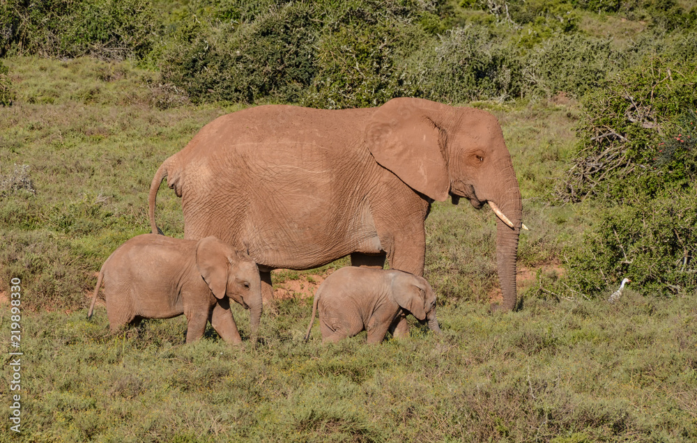Mother and baby Elephants