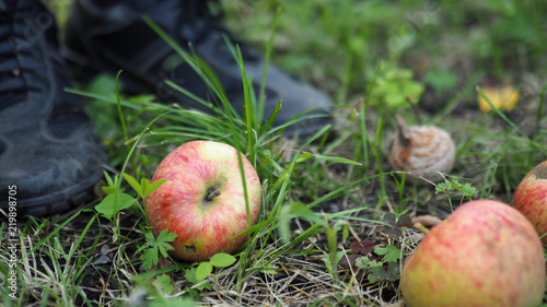 Unripe fallen apples on the ground in a garden next to human feet, closeup
