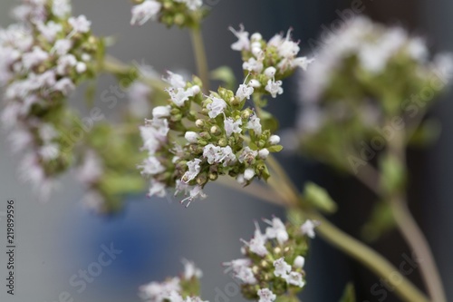 Oregano flowers (Origanum vulgare)