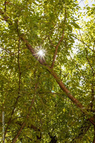 Sunburst through the trees in Sedona  Arizona