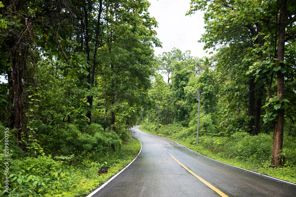 Fototapeta premium Foggy road in the forest ,Beautiful nature trail (Picture put grain)