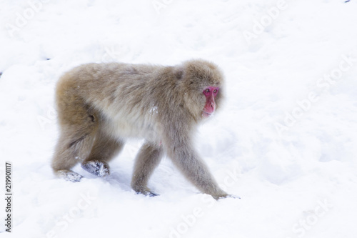 Snow monkeys in Nagano Japan