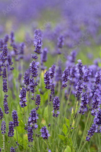 Lavender flowers blooming in the garden  beautiful lavender field.