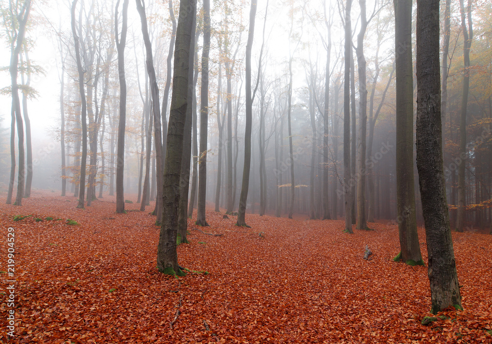 Beech forest in autumn