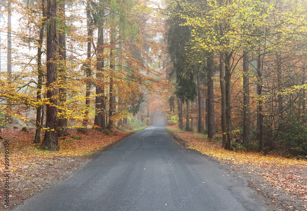 Empty asphalt road by an autumn forest