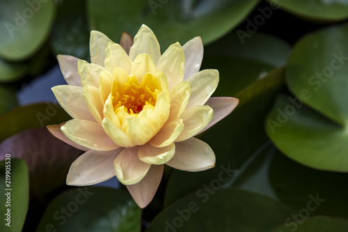 Close up lotus blossom