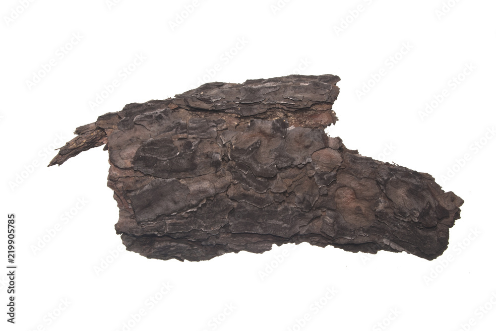 tree bark isolated on white background tree bark isolated on white background