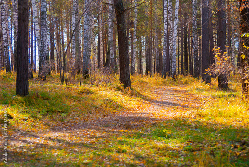 Fototapeta Naklejka Na Ścianę i Meble -  hiking path in wild autumn forest, tourism concept