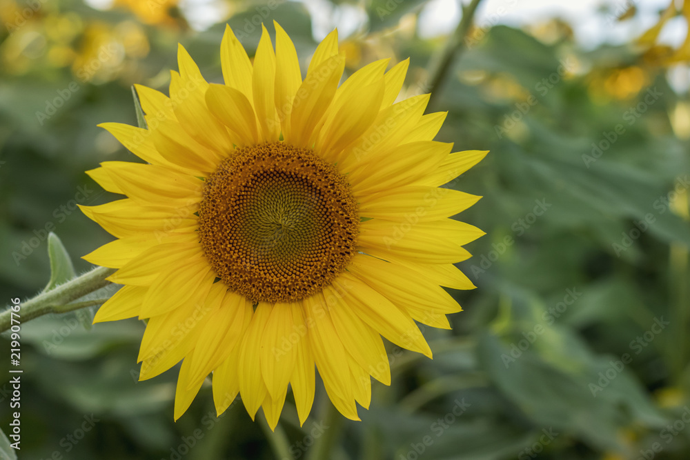 Fototapeta premium Bright yellow sunflower in the evening on a background of green foliage and blue sky. Harvesting in Russia.