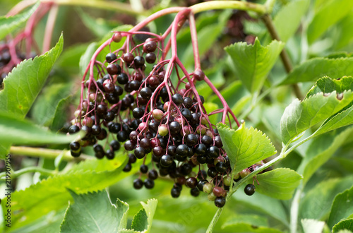 Forest black elderberry, shrub with berries