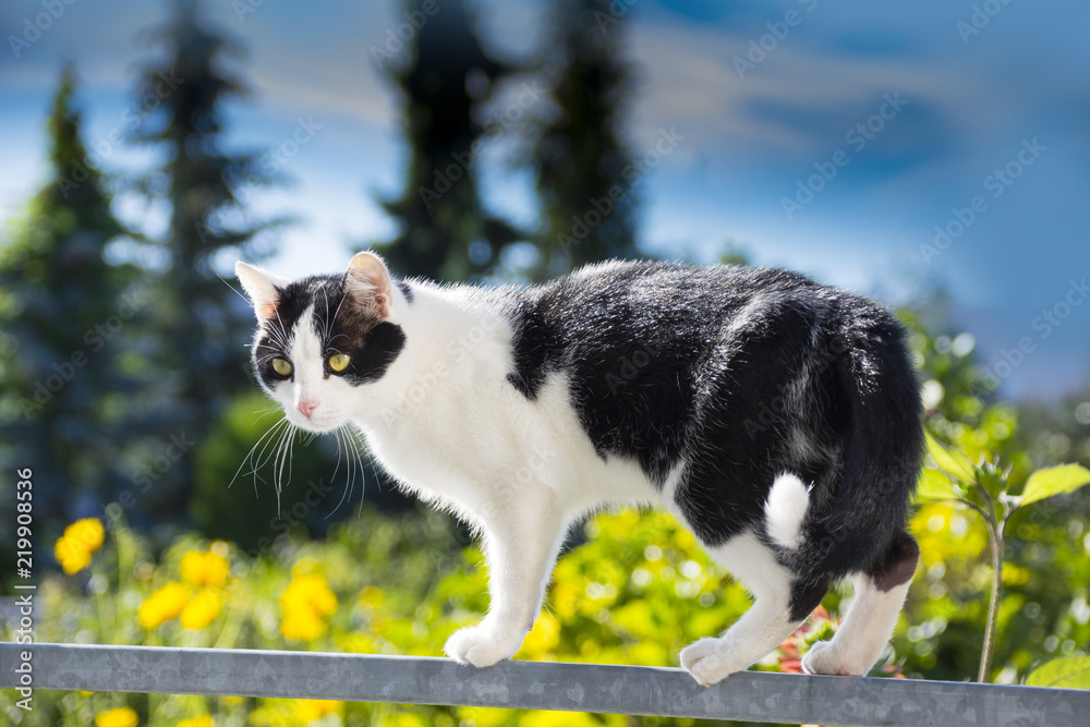 a beautiful cat is walking on a balcony banisters