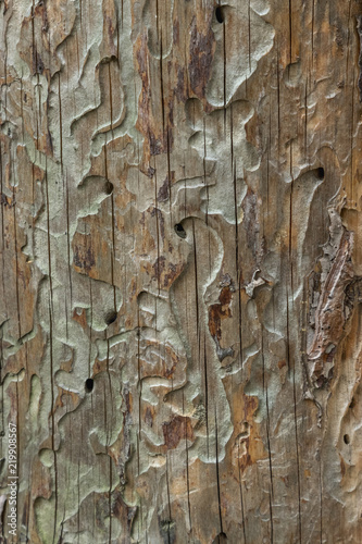 Canvastavla Photophone: a piece of old wood eaten by bugs and worms in tan in bright sunlight