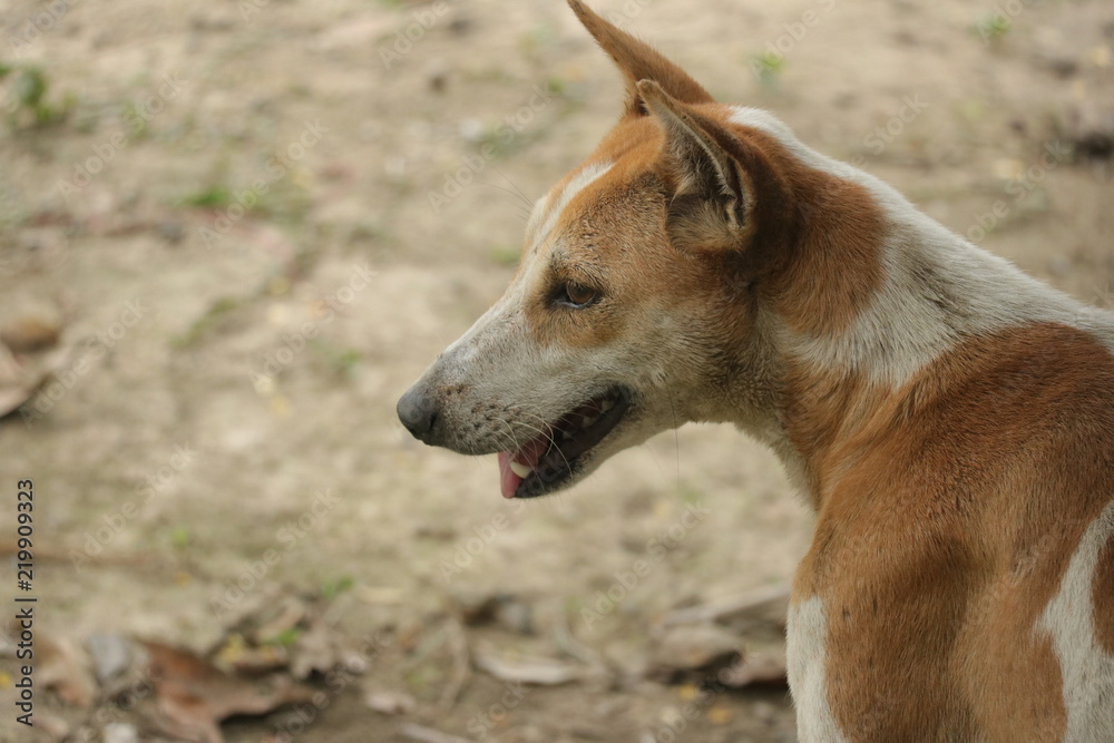 Colorful available dogs of Bangladesh. 