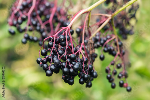 Forest black elderberry, shrub with berries photo