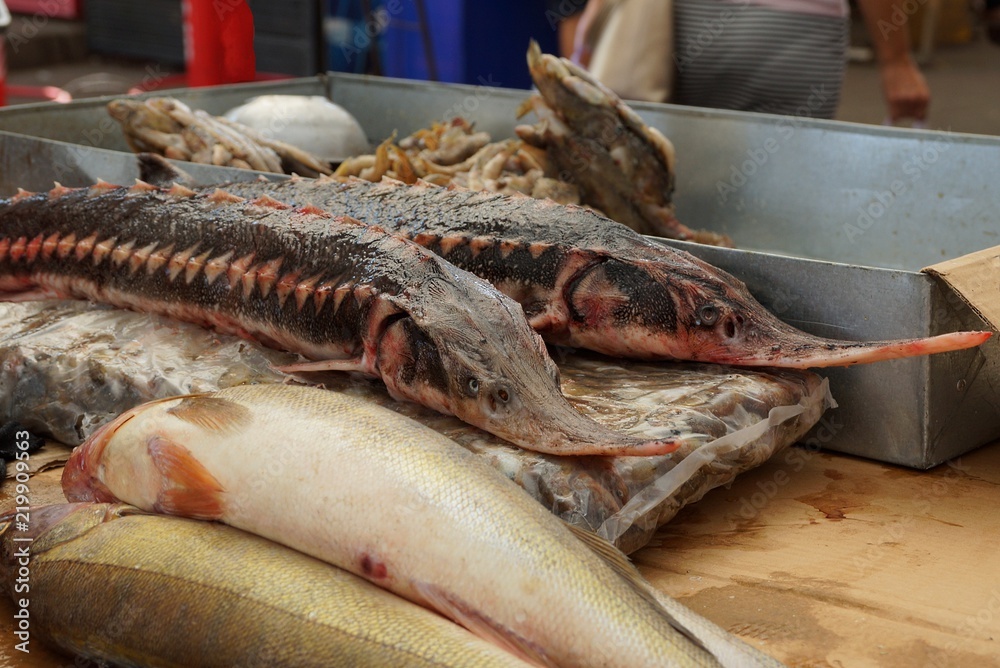long large fresh fish sturgeon on the counter