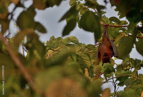 Giant indian Fruit Bat (Pteropus giganteus), Maldives Island