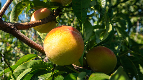 ripe peaches - harvest