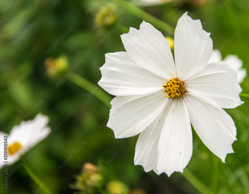White cosmos flower in garden on green background. Close up white cosmos flower as background. Amazing white cosmos flower on the green backgraund. White cosmos flower in garden on green background. Close up white cosmos flower as background. Amazing white cosmos flower on the green backgraund.