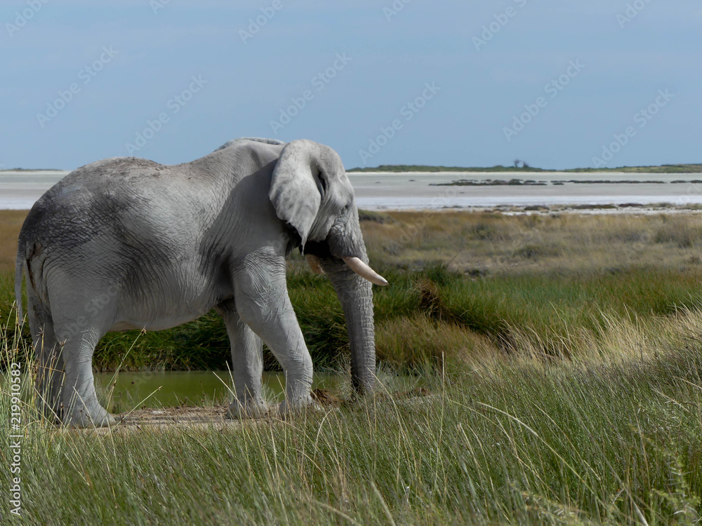 Fototapeta premium Éléphant d'Afrique
