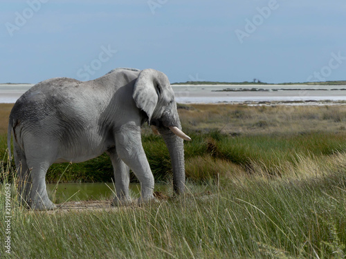   l  phant d Afrique