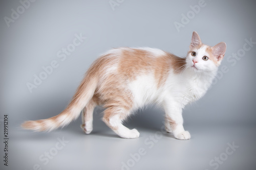 Aphrodite giant cat on colored backgrounds