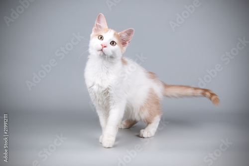 Photos Aphrodite giant cat on colored backgrounds