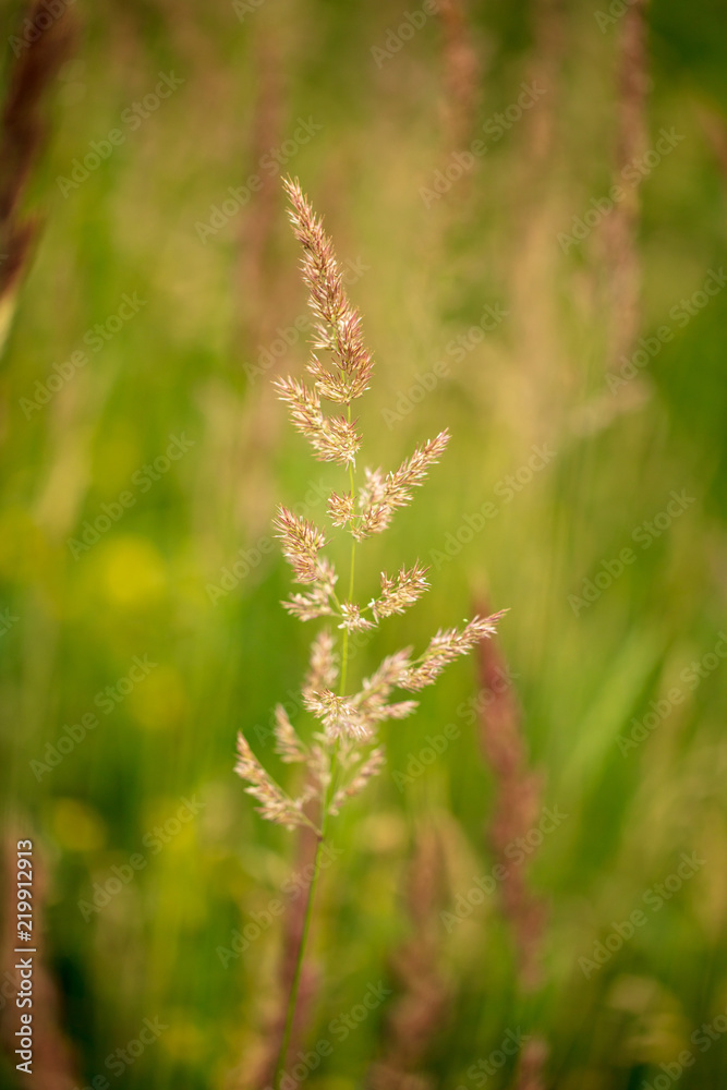 Branch with seeds on grass in nature