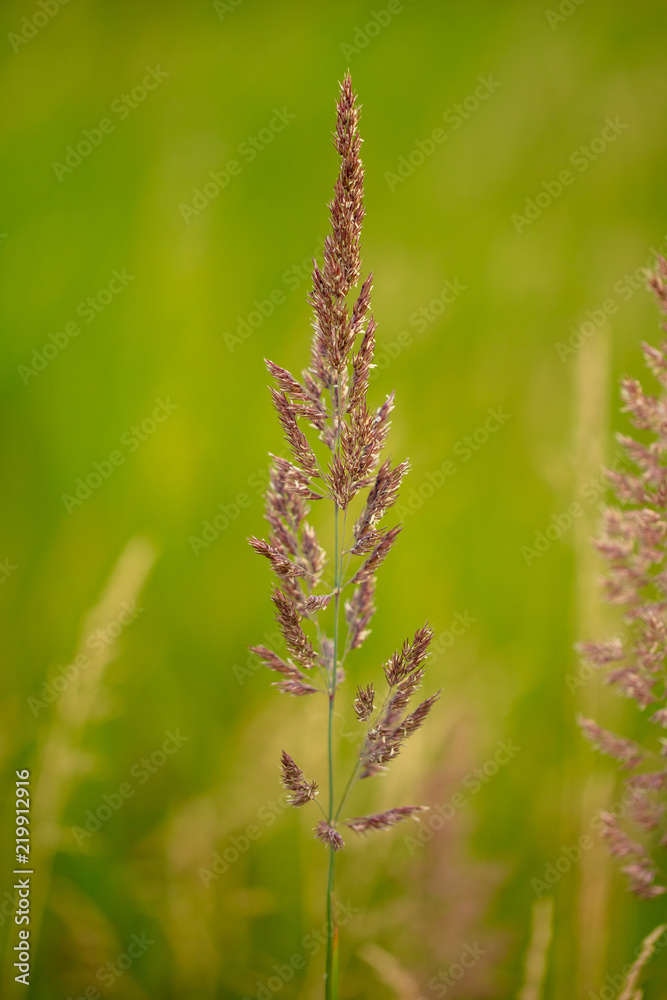 Branch with seeds on grass in nature