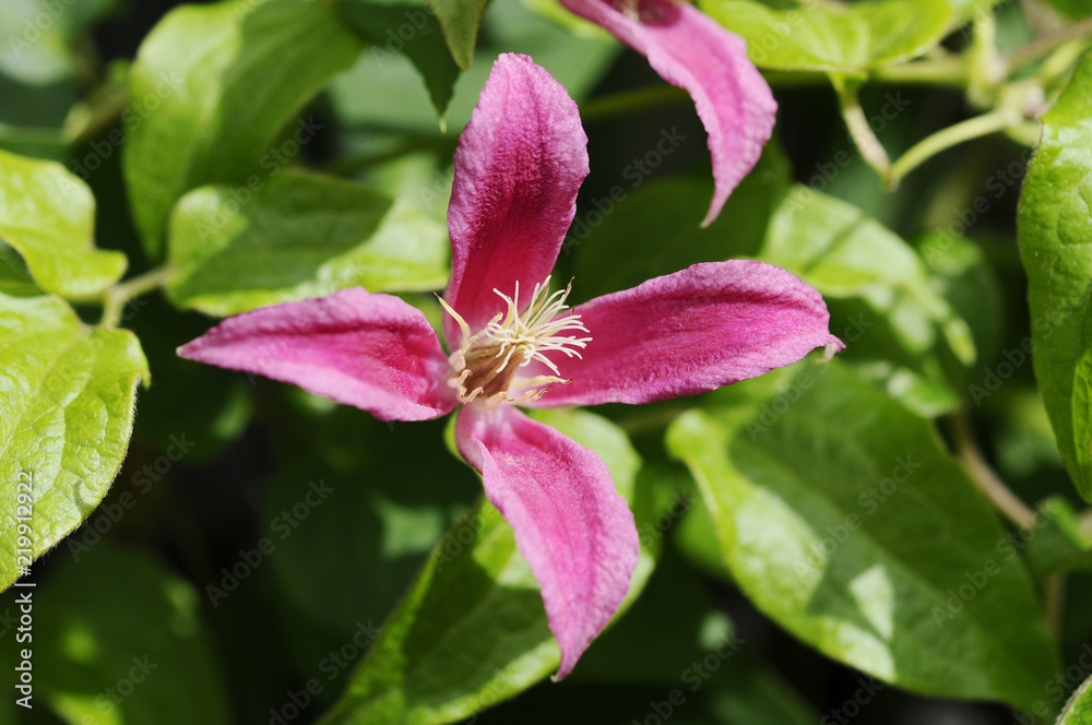 ピンクの花 クレマチス ジョリー Stock Photo Adobe Stock