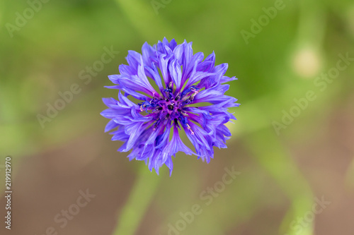Blue flower on the grass in the park
