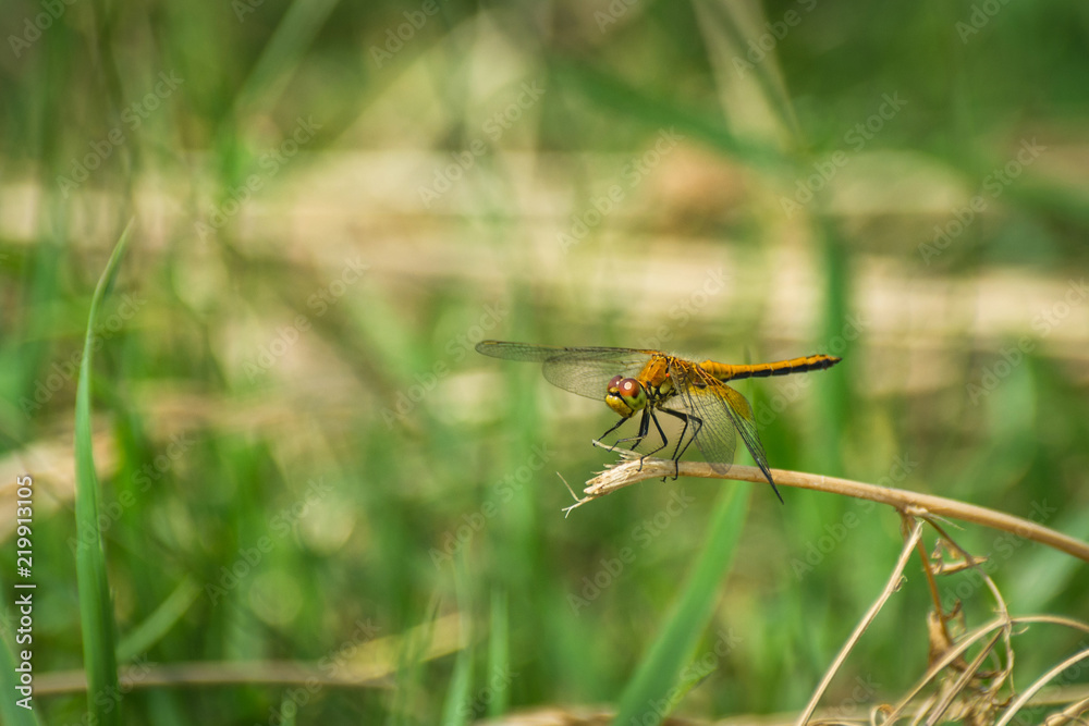 Closeup of A Dragonfly, Blurred Green Meadow Background, Bright Sunny Summer Day Closeup of A Dragonfly, Blurred Green Meadow Background, Bright Sunny Summer Day